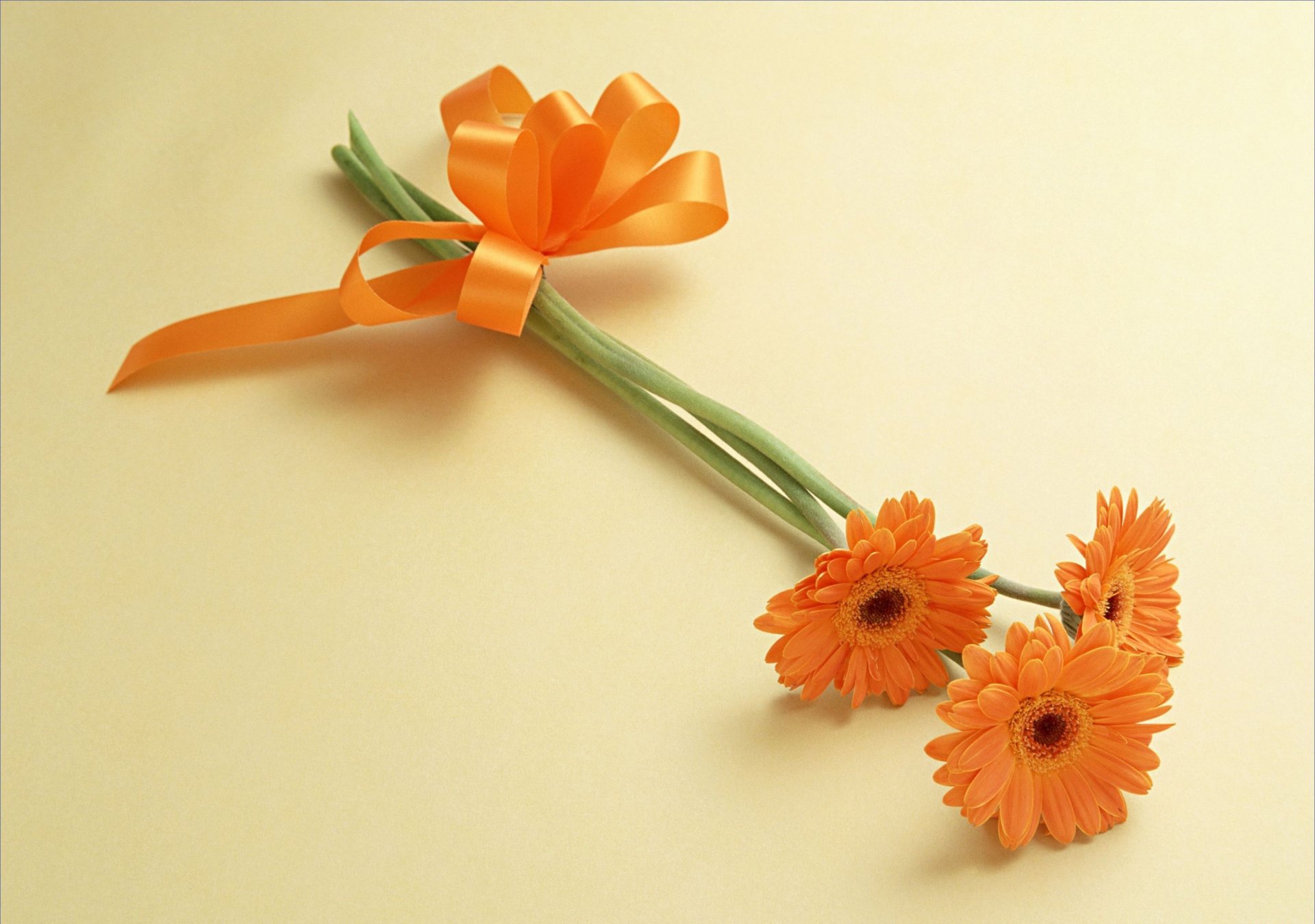 blumen orange gerbera bogen