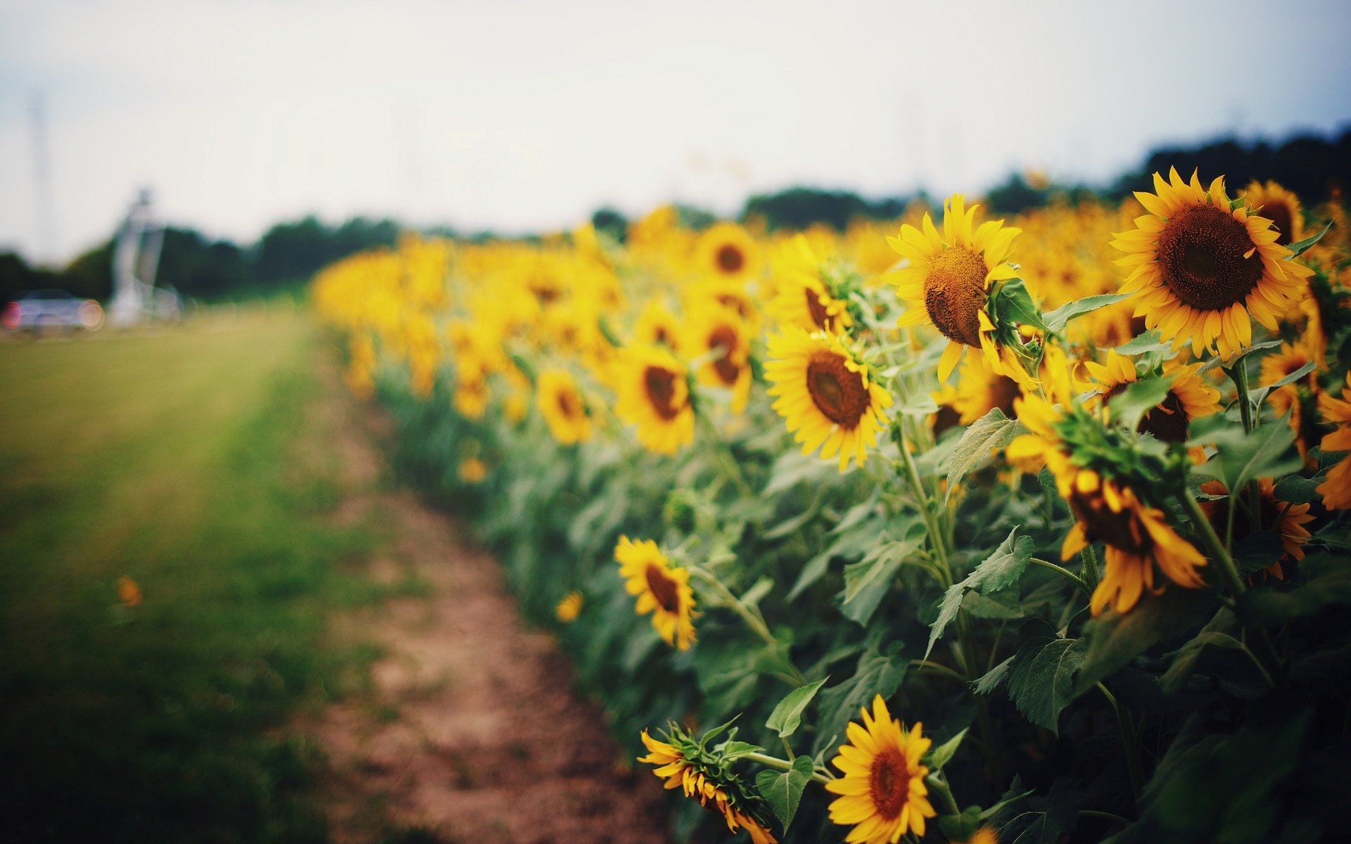 flowers flowers flower sunflower sunflowers yellow bright sunflower leave leaves leaves field fields path grass greenery blur background wallpaper widescreen fullscreen widescreen fullsc