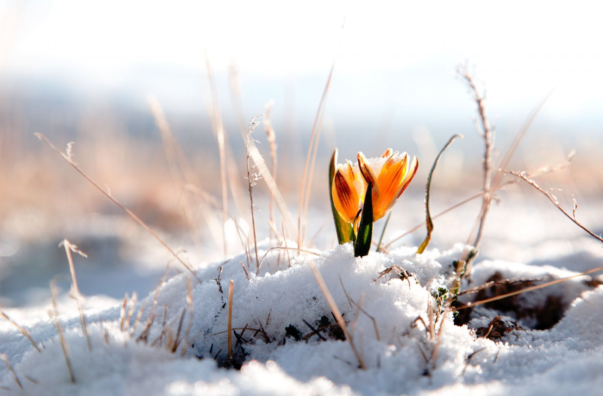 blumen blume blume winter schnee hintergrund winter tapete widescreen vollbild widescreen