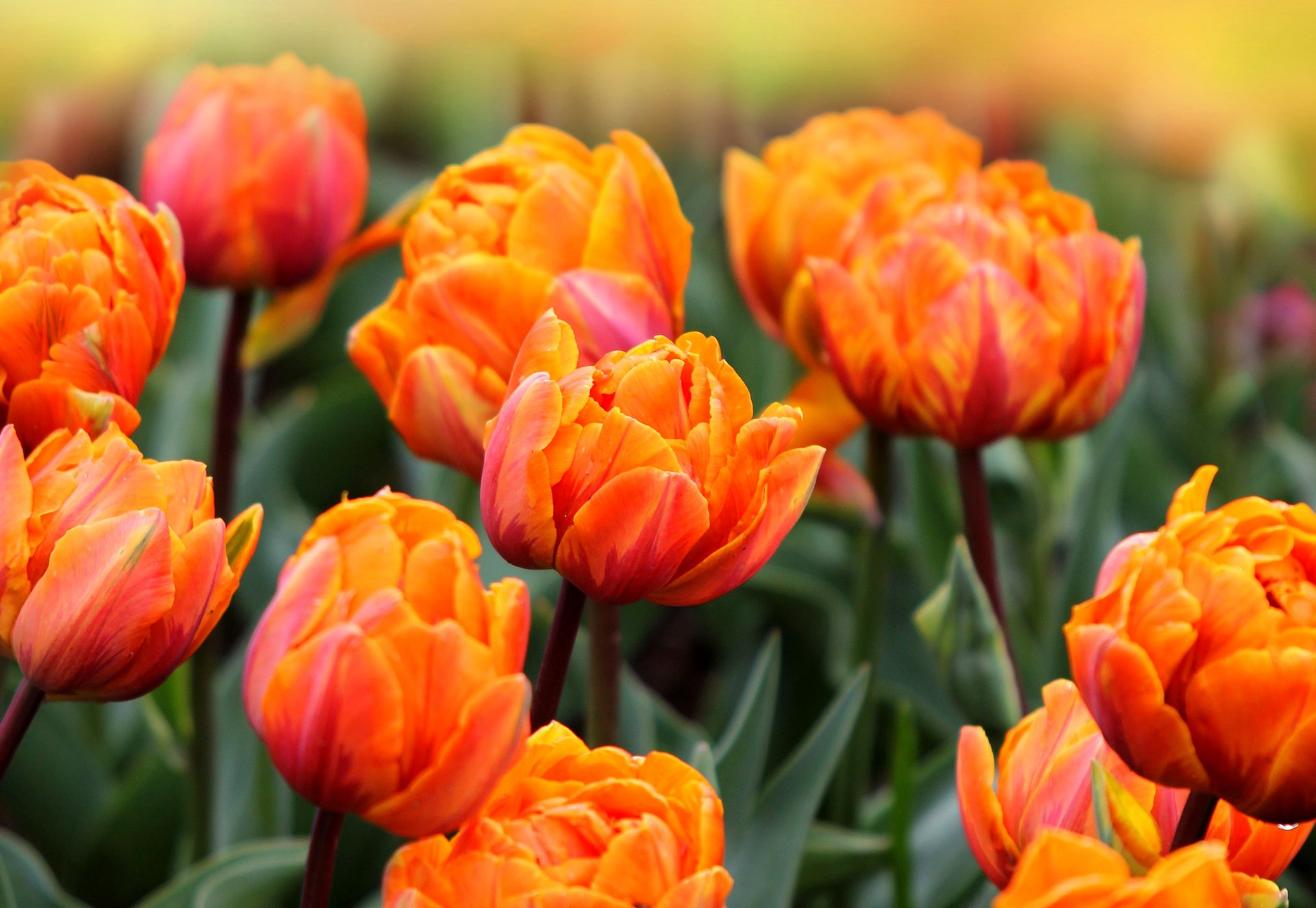 tulipani arancio rosso foglie fiori campo primavera