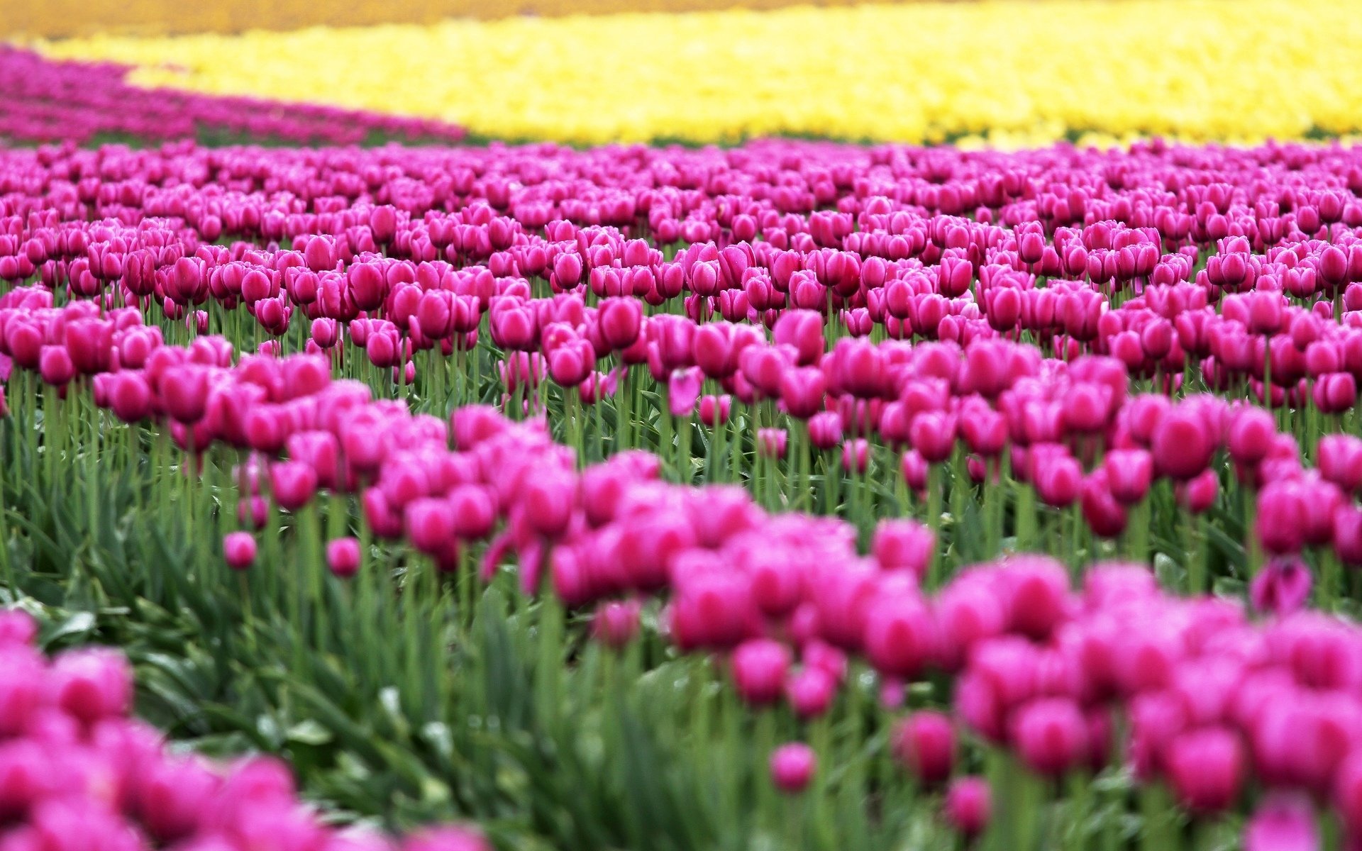 blumen blumen tulpen feld rosa natur grün blätter hintergrund tapete widescreen vollbild widescreen widescreen