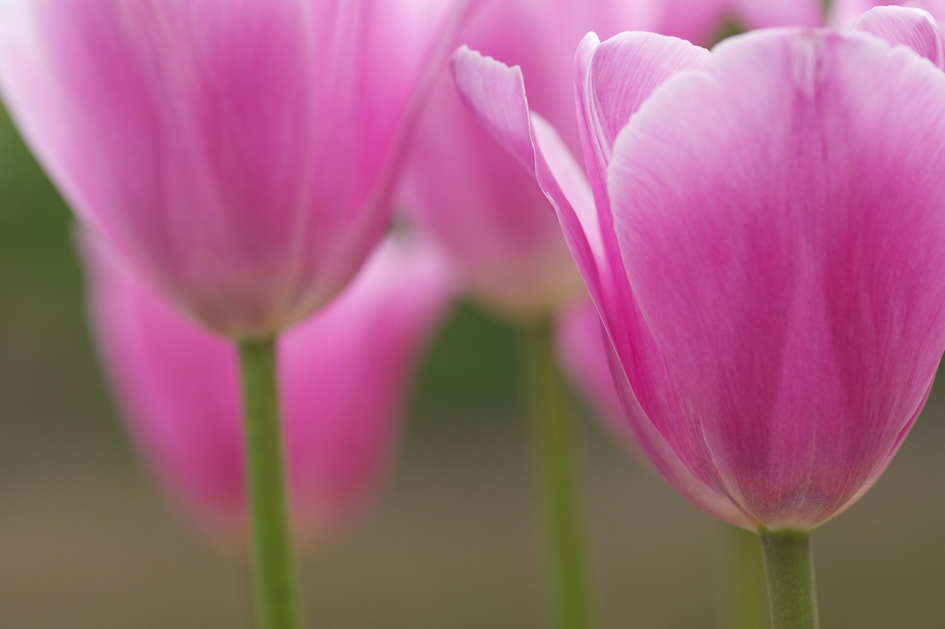 tulipany różowe płatki kwiaty makro rozmycie