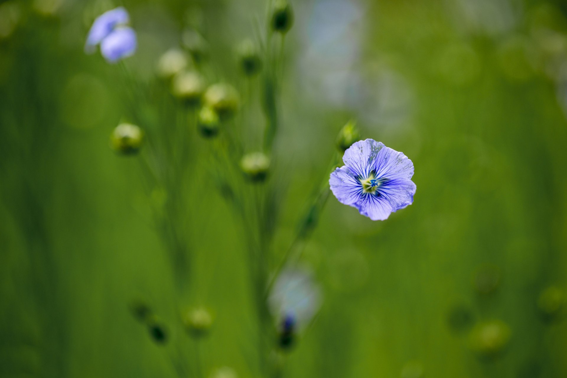 fleurs bleu lilas lin flou fond