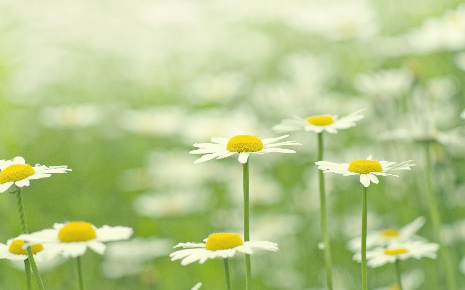 fiori fiore fiori margherita margherite bianco sfocatura erba verde sfondo carta da parati widescreen schermo intero widescreen widescreen