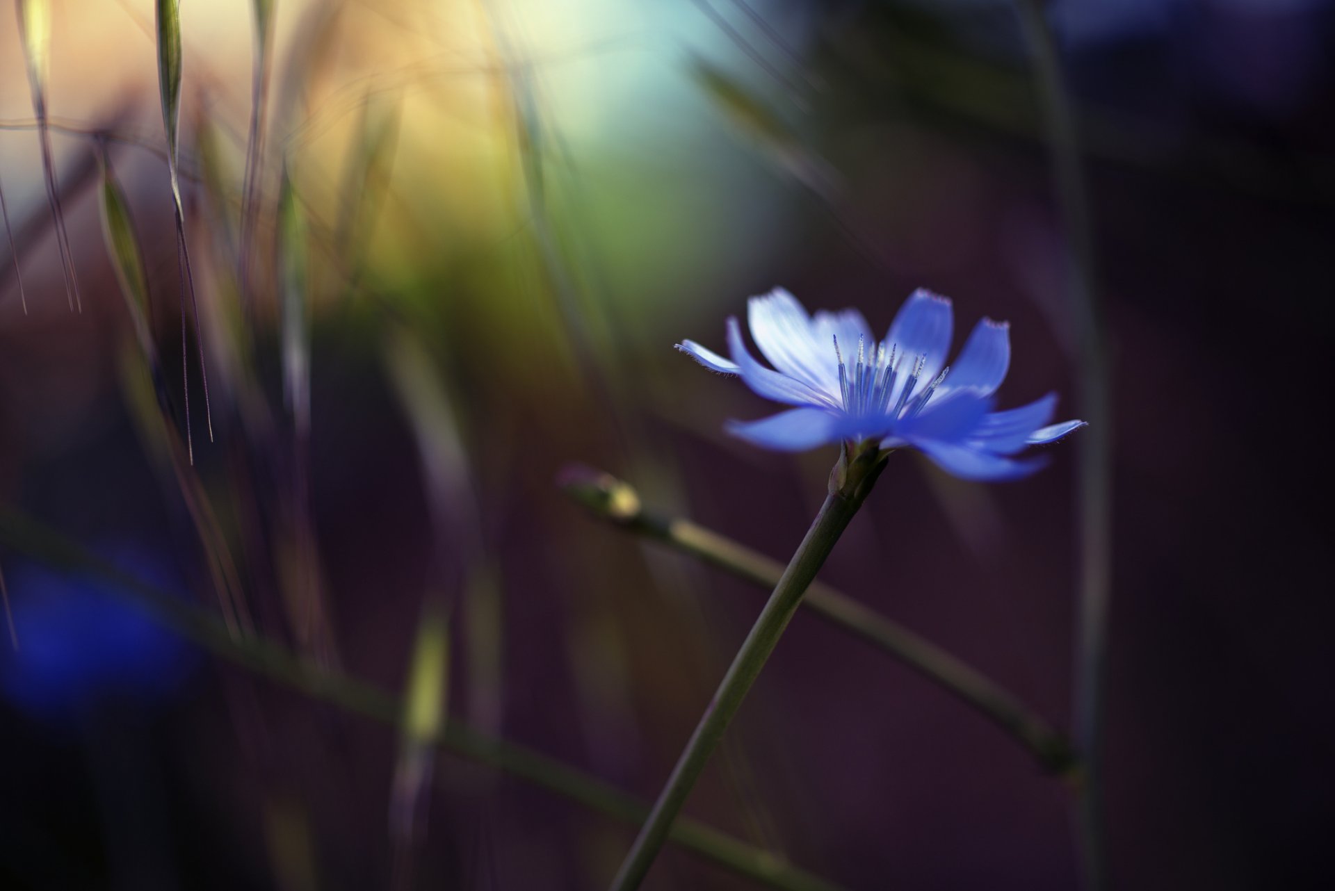 brins d herbe fleur bleu éblouissement fond