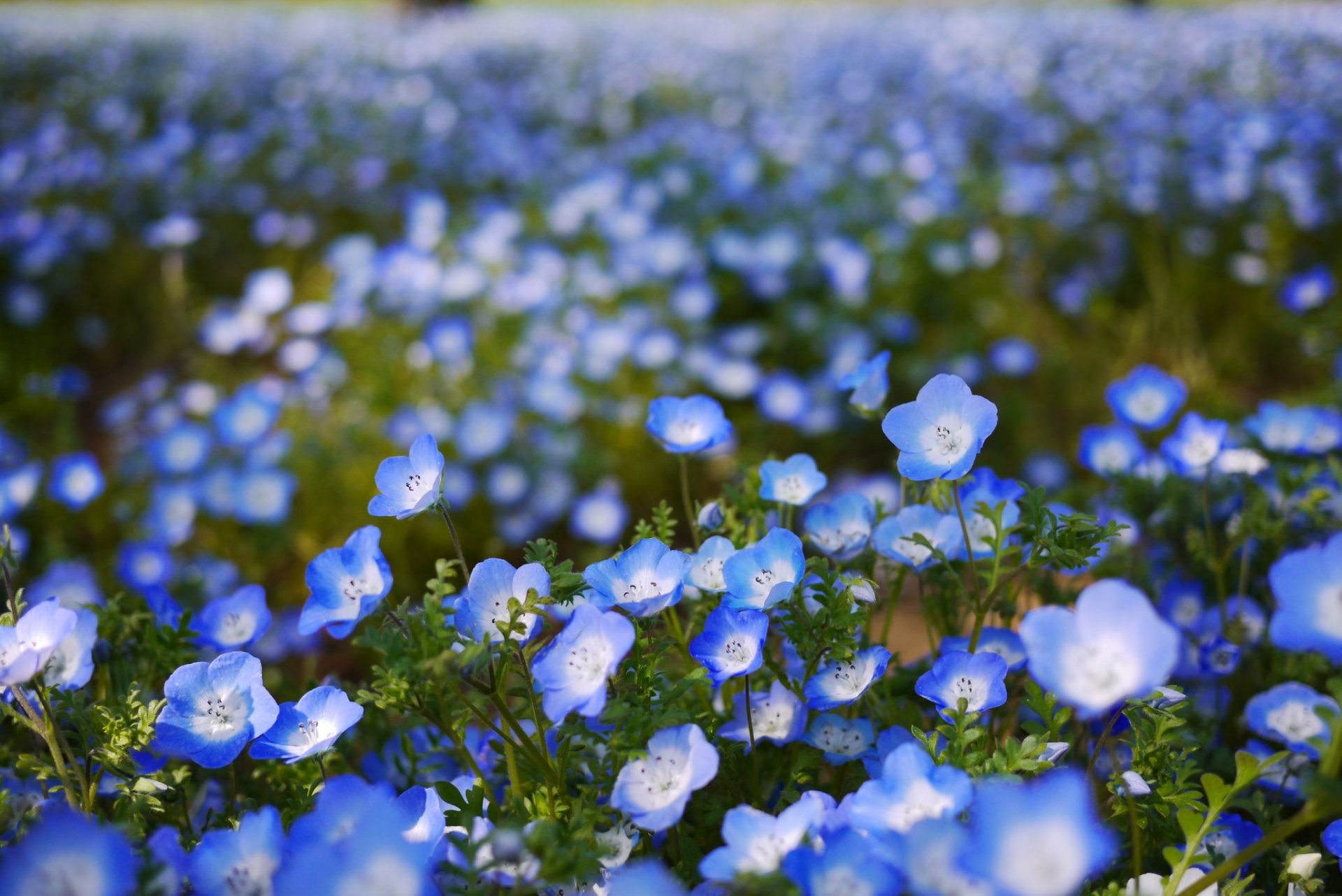 nemófila flores azul pétalos campo bokeh desenfoque