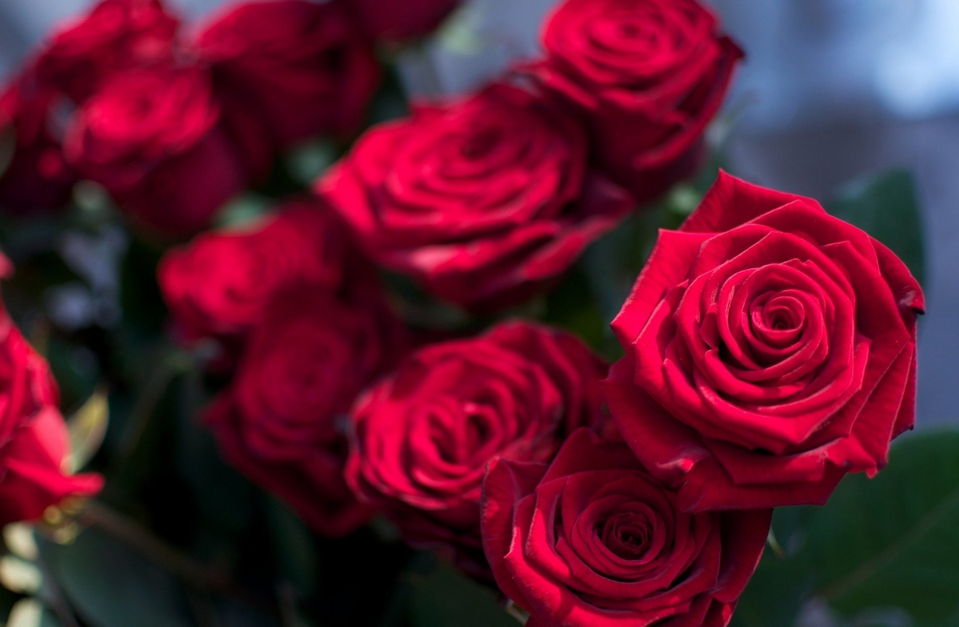 flores rosas reina de las flores rosa carmesí ramo rosa