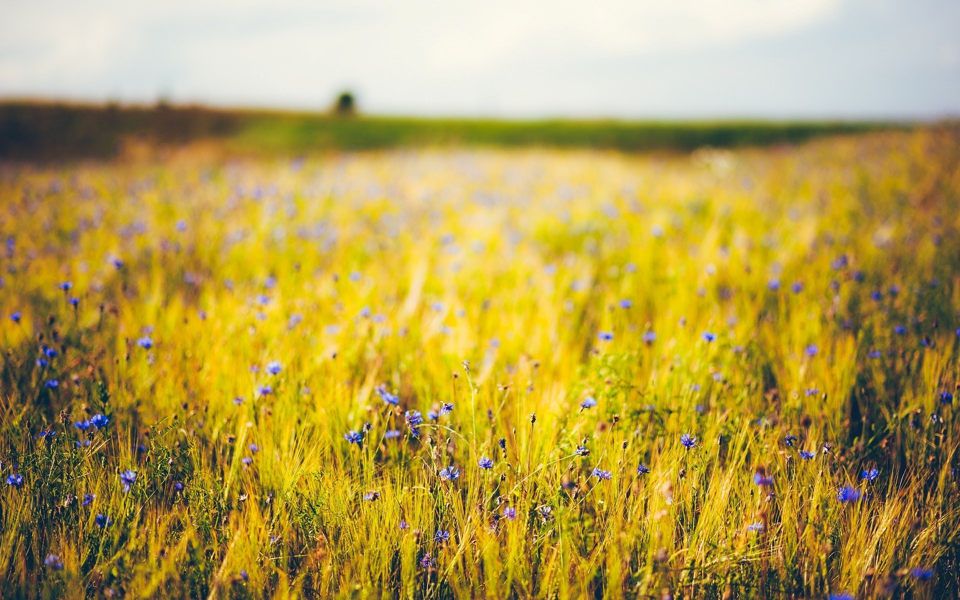 blumen blümchen blume blau lila weizen roggen ähren ähren. feld hintergrund tapete widescreen vollbild widescreen widescreen