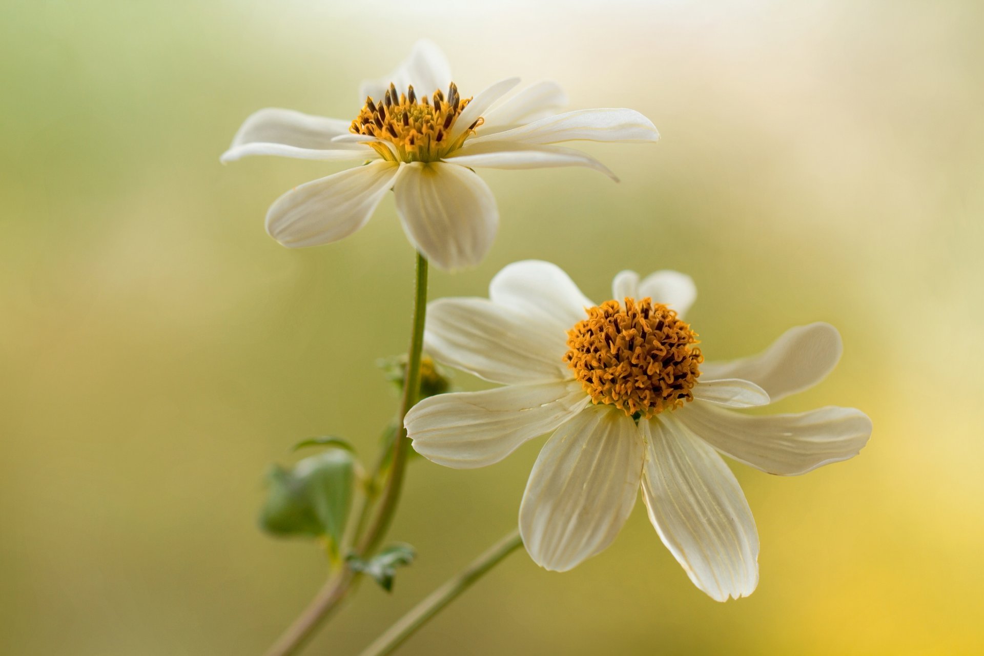 flower white dahlias background