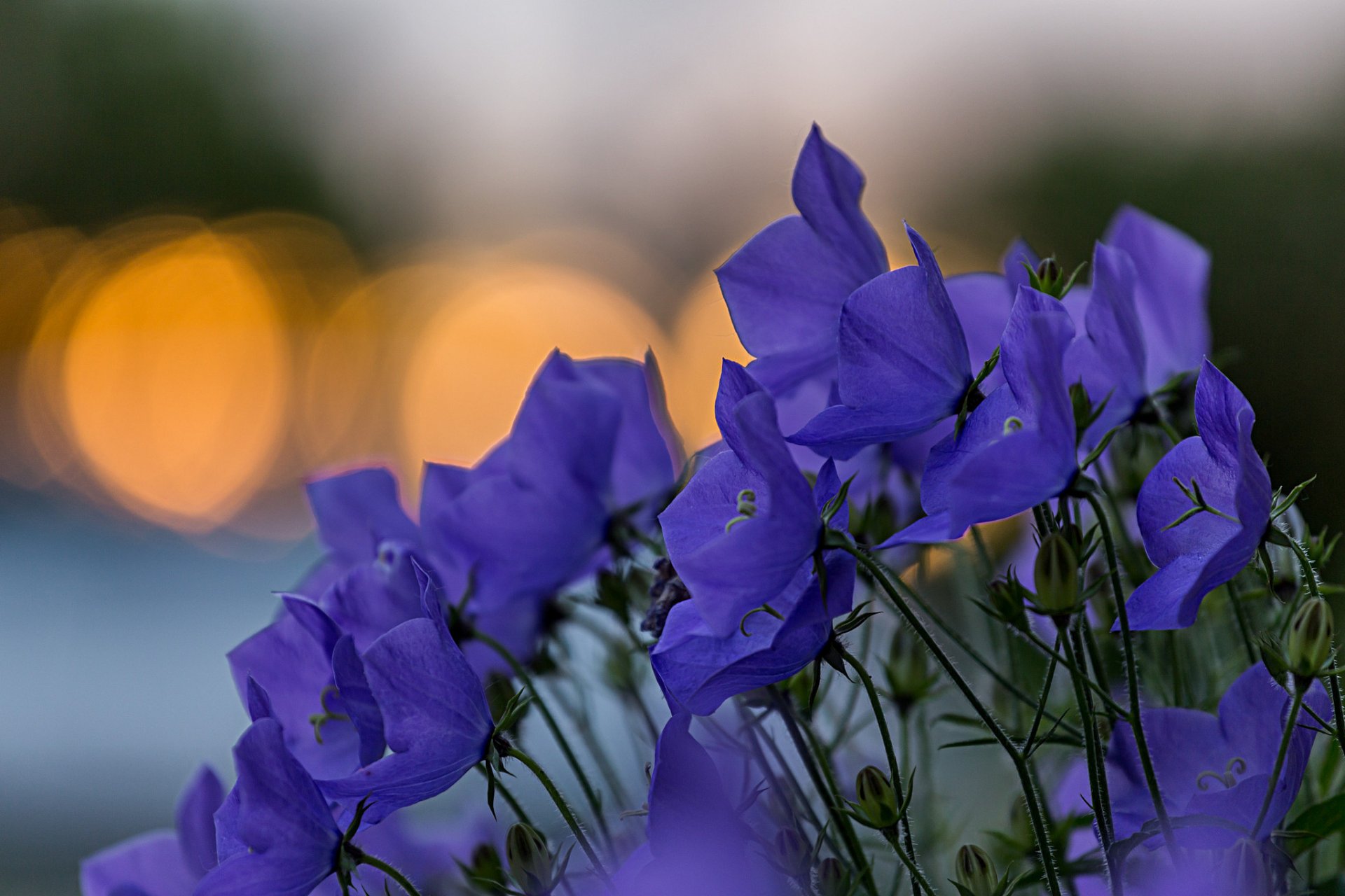 glocken blau blumen blütenblätter blendung fokus makro unschärfe