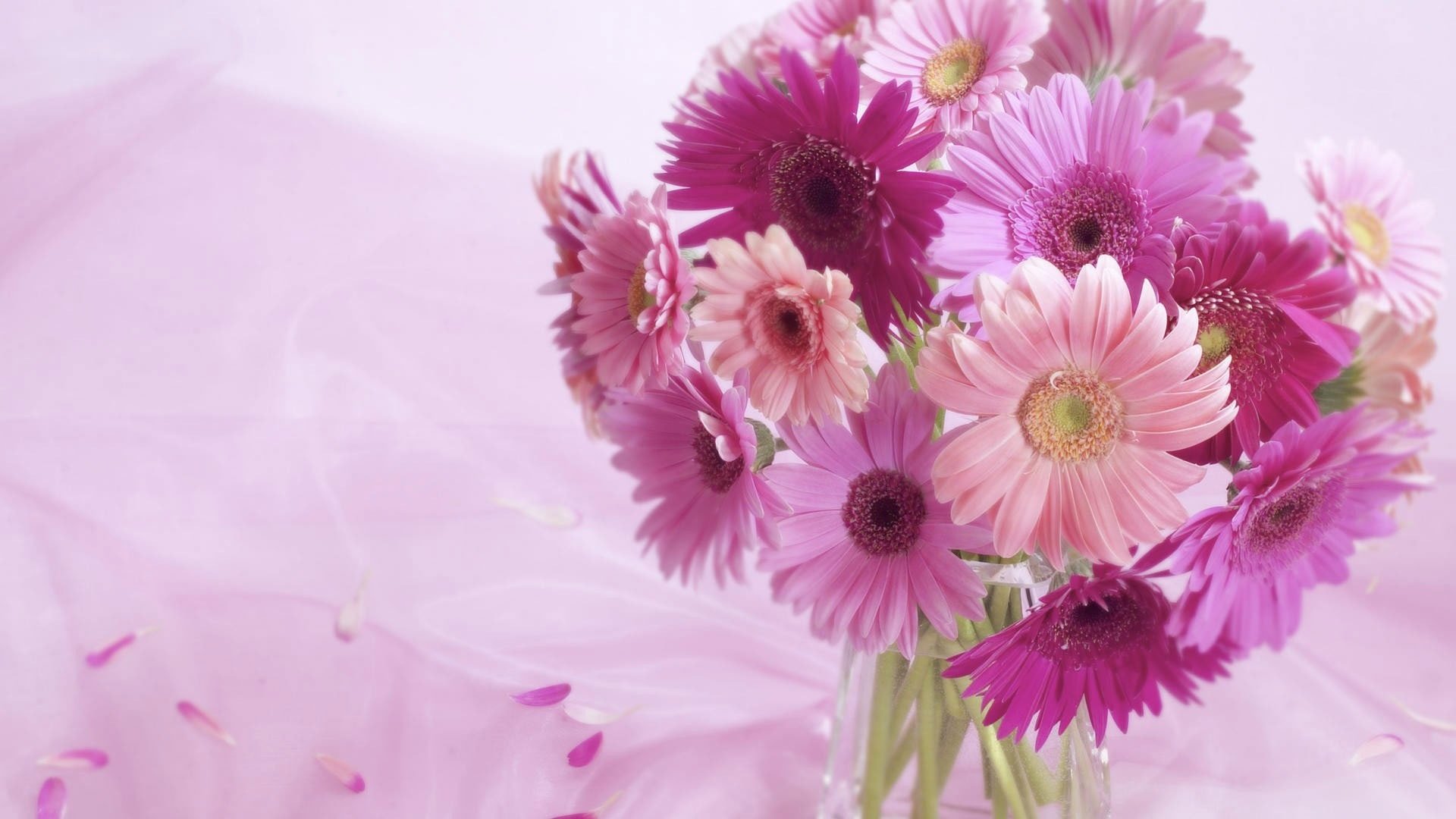 fleurs gerbera fond rose