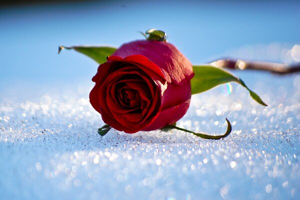 Rote Rose im Schnee