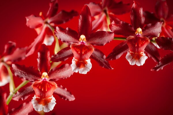 Exotische Orchidee auf rotem Hintergrund