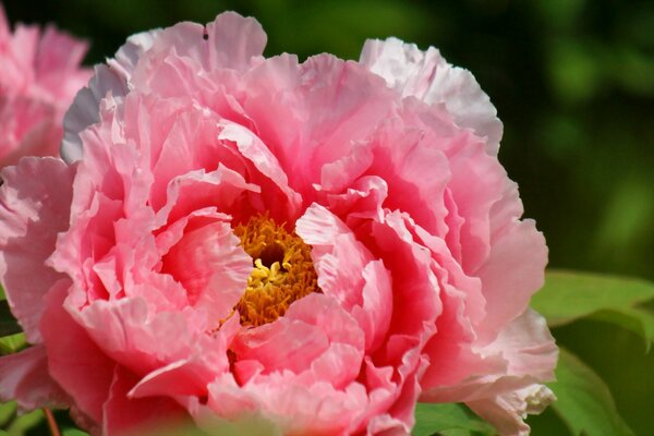 Macro image of a pink peony