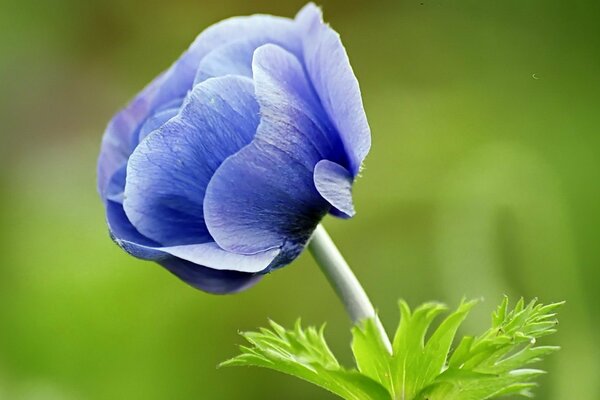 Sur le fond vert de l herbe, une fleur doucement bleue est visible