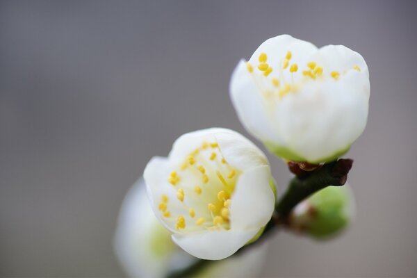 Die Blumen blühen mit Beginn des Frühlings auf einem Ast