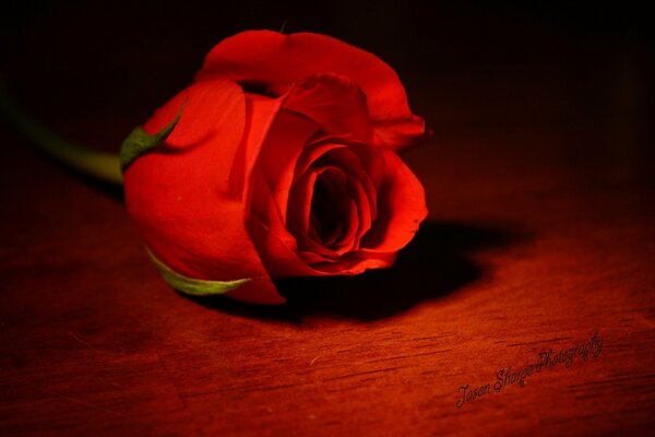 Apasionada y ardiente reina de las flores