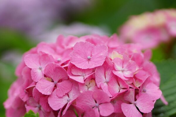 Tautropfen fielen auf dem Blütenstand der Hortensie