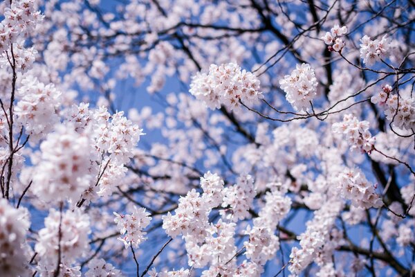 Cherry blossoms on a blue sky background