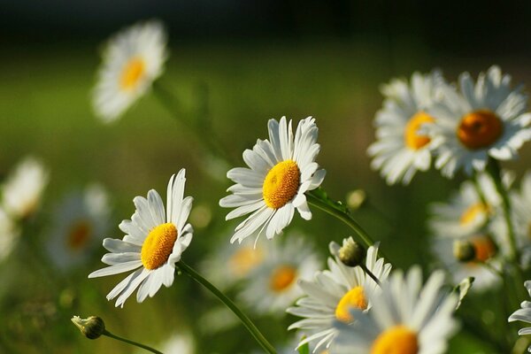 Beautiful daisies on a grassy background