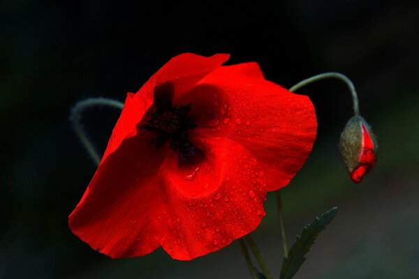 Roter Mohn mit Tautropfen auf dunklem Hintergrund