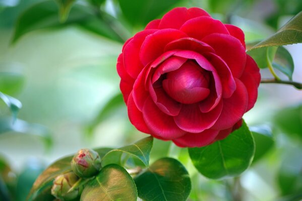 Bourgeon rouge sur le buisson