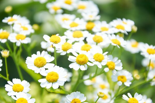 Marguerites marguerites, belles fleurs!