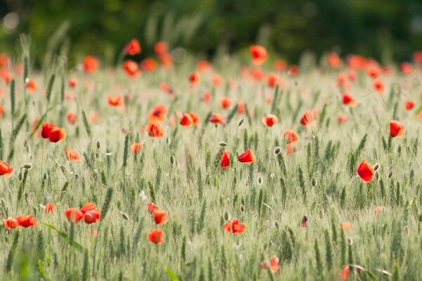 Rote Mohnblumen im Juli im Roggen