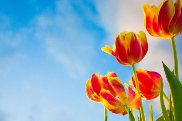 Flores de tulipanes contra el cielo azul