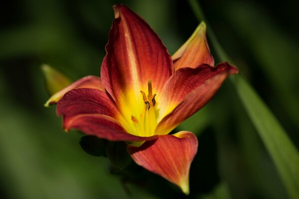 Shooting a macro orange lily