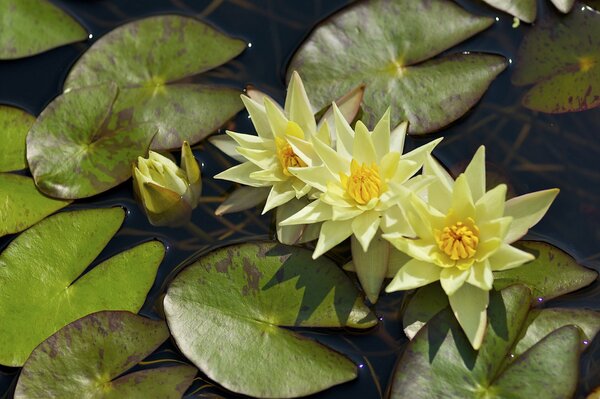 Lirios amarillos de agua con hojas en el agua