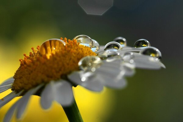 Gouttes de rosée sur la camomille macro