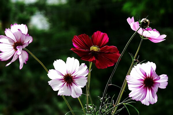 Die Blüten sind weiß-rosa und rot-Kosmos