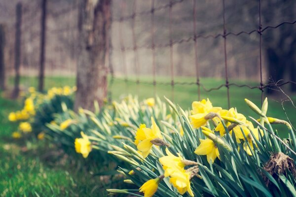 Debajo de la cerca se sientan tímidamente narcisos amarillos. Las flores son buenas para el fondo