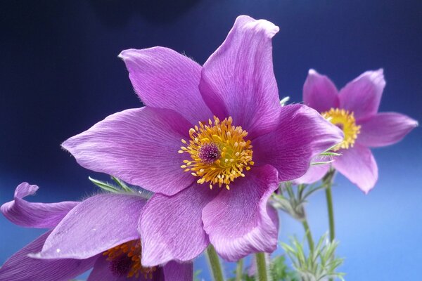 Pink dream-grass lumbago macro photo