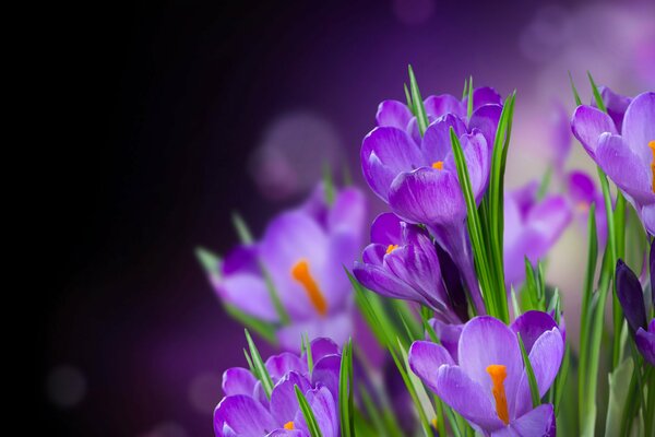 Crocus lilas sur fond vert