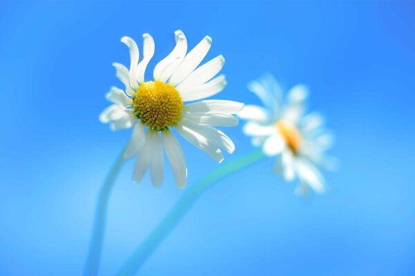 A pair of daisies on a blue background