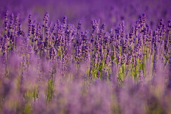 Clairière pourpre riche, fleurs énigme