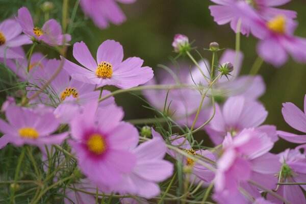 Cosmées roses en fleurs