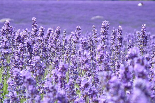 Campo de lavanda temprano en la mañana