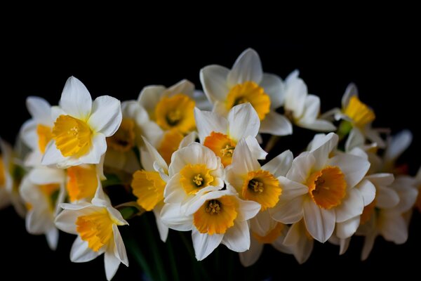 Bellissimi narcisi su sfondo nero