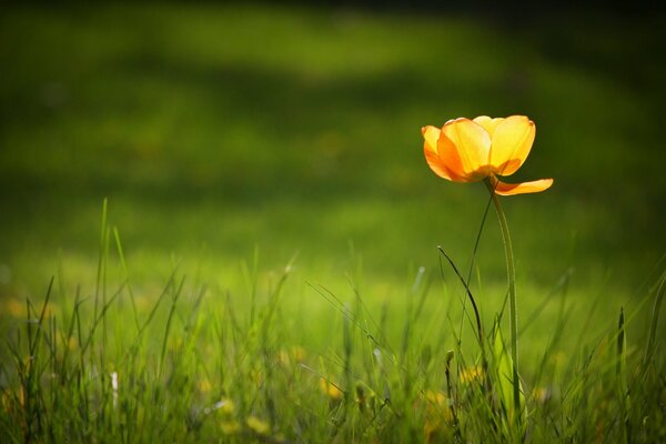 Flor solitaria en la hierba verde