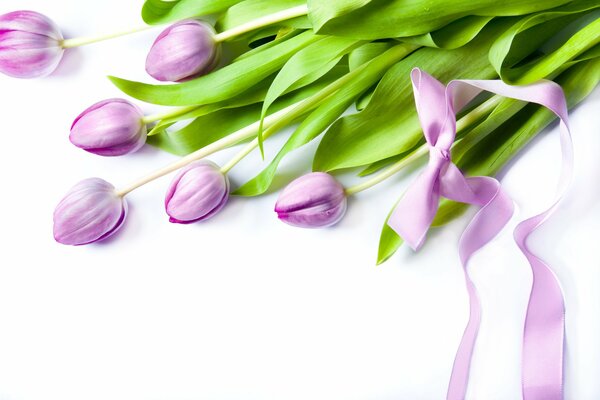 Tulipes et arc de ruban sur fond blanc