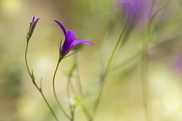 Flor solitaria en el campo