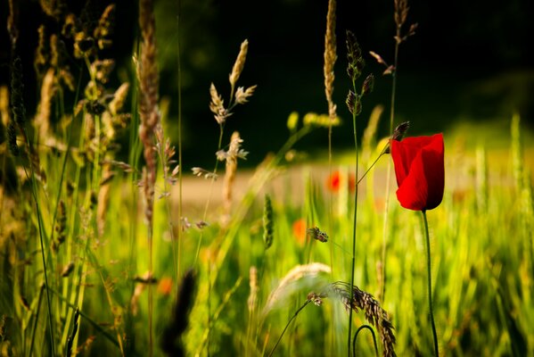 Beautiful nature with a red flower