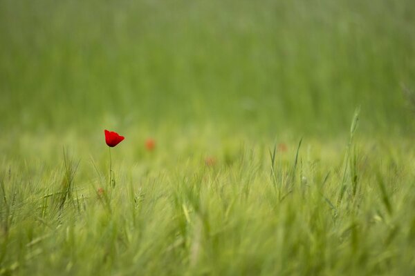 A lonely red poppy in the field