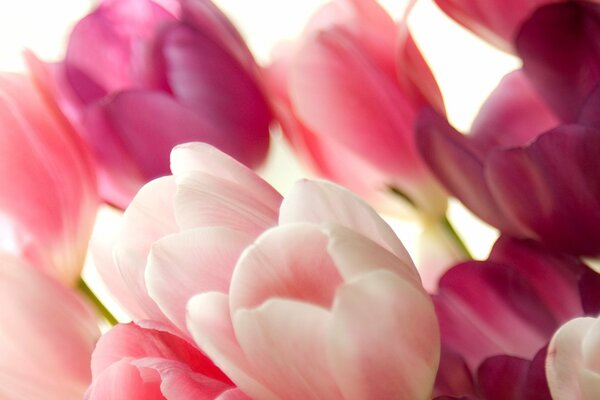 Pale pink tulips