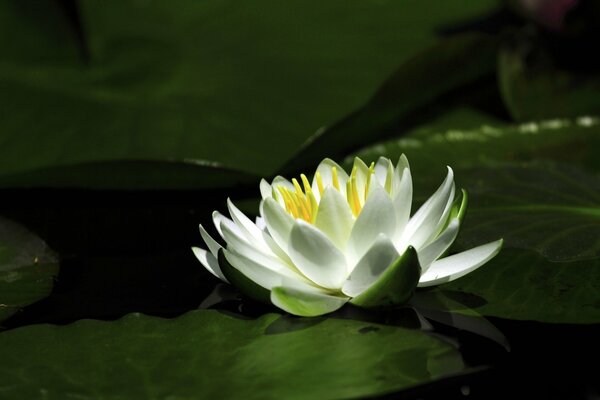 Beautiful water lily petals on the water