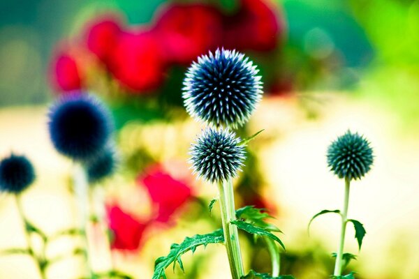 A beautiful and unusual blue flower