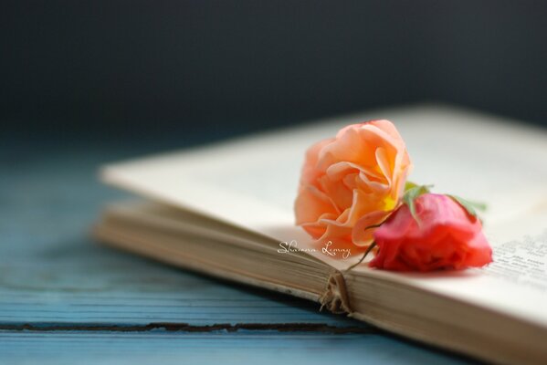 Roses multicolores sur le livre